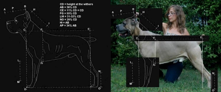 Hip dysplasia in cane clearance corso